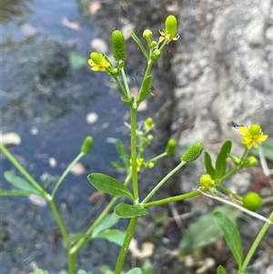 Ranunculus sceleratus subsp. sceleratus at Boorowa, NSW - 9 Nov 2024