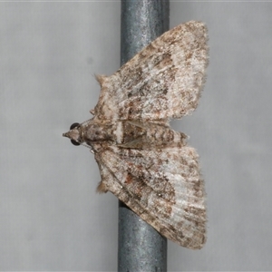 Phrissogonus laticostata at Freshwater Creek, VIC - 4 Nov 2024