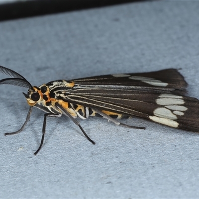 Nyctemera (genus) (A Tiger moth (Arctiini)) at Rosedale, NSW - 9 Nov 2024 by jb2602