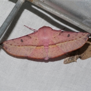 Oenochroma vinaria at Freshwater Creek, VIC - 4 Nov 2024 11:17 PM