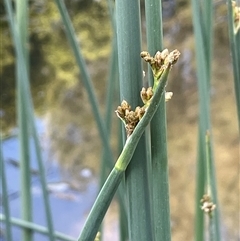 Schoenoplectus tabernaemontani (River Club-rush) at Boorowa, NSW - 9 Nov 2024 by JaneR