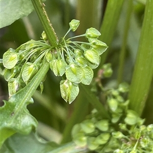 Rumex crispus at Boorowa, NSW - 9 Nov 2024