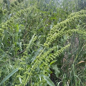 Rumex crispus at Boorowa, NSW - 9 Nov 2024