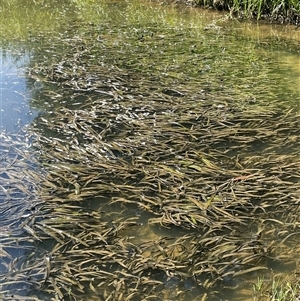 Vallisneria australis at Boorowa, NSW - 9 Nov 2024