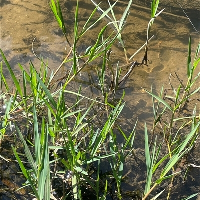 Paspalum distichum (Water Couch) at Boorowa, NSW - 9 Nov 2024 by JaneR