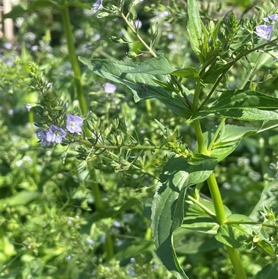 Veronica anagallis-aquatica (Blue Water Speedwell) at Boorowa, NSW - 9 Nov 2024 by JaneR