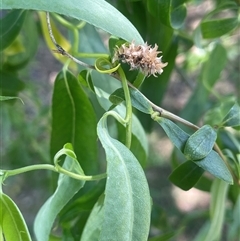 Salix matsudana (Tortured Willow) at Boorowa, NSW - 9 Nov 2024 by JaneR