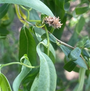 Salix matsudana at Boorowa, NSW - 9 Nov 2024