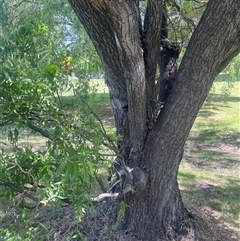 Salix matsudana at Boorowa, NSW - 9 Nov 2024 02:00 PM