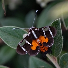 Hecatesia fenestrata (Common Whistling Moth) at Penrose, NSW - 9 Nov 2024 by Aussiegall