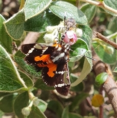 Hecatesia fenestrata at Penrose, NSW - 9 Nov 2024