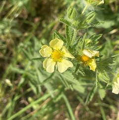 Potentilla recta (Sulphur Cinquefoil) at Boorowa, NSW - 9 Nov 2024 by JaneR