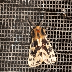 Ardices curvata (Crimson Tiger Moth) at Penrose, NSW - 6 Nov 2024 by Aussiegall