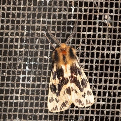 Ardices curvata (Crimson Tiger Moth) at Penrose, NSW - 6 Nov 2024 by Aussiegall