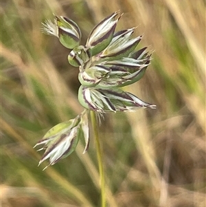 Rytidosperma carphoides at Boorowa, NSW - 9 Nov 2024