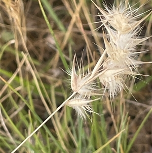 Rytidosperma carphoides at Boorowa, NSW - 9 Nov 2024