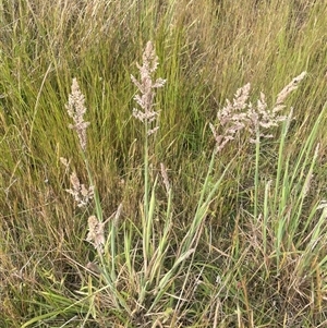 Holcus lanatus at Boorowa, NSW - 9 Nov 2024