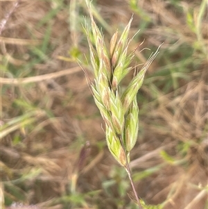 Bromus hordeaceus at Boorowa, NSW - 9 Nov 2024