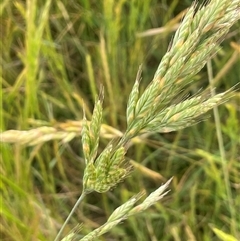 Bromus hordeaceus at Boorowa, NSW - 9 Nov 2024