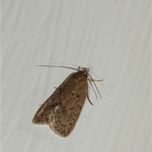 Chezala privatella (A Concealer moth) at Penrose, NSW by Aussiegall