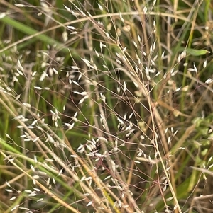 Aira elegantissima at Boorowa, NSW - 9 Nov 2024