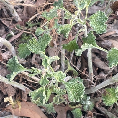 Marrubium vulgare (Horehound) at Boorowa, NSW - 9 Nov 2024 by JaneR