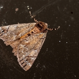 Heliomystis electrica (Electric Moth) at Penrose, NSW by Aussiegall