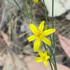 Tricoryne elatior (Yellow Rush Lily) at Boorowa, NSW - 9 Nov 2024 by JaneR