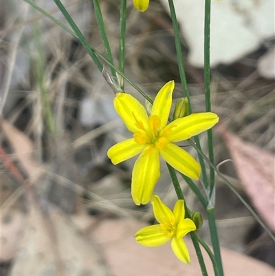 Tricoryne elatior (Yellow Rush Lily) at Boorowa, NSW - 9 Nov 2024 by JaneR