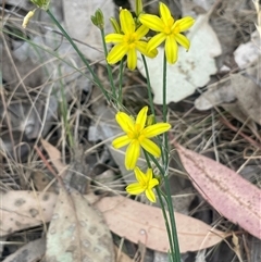 Tricoryne elatior at Boorowa, NSW - 9 Nov 2024