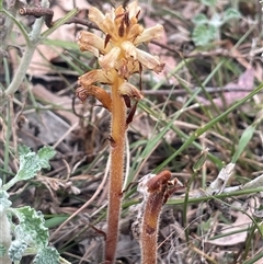 Orobanche minor (Broomrape) at Boorowa, NSW - 9 Nov 2024 by JaneR