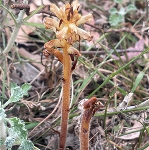 Orobanche minor at Boorowa, NSW - 9 Nov 2024 05:36 PM