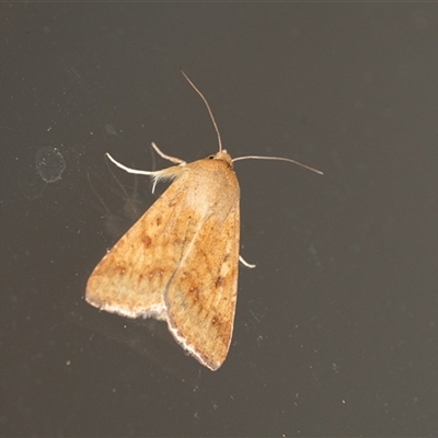 Helicoverpa (genus) (A bollworm) at Penrose, NSW - 8 Nov 2024 by Aussiegall