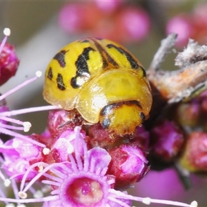 Paropsisterna obliterata at Tinderry, NSW - 9 Nov 2024