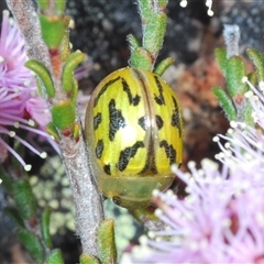 Paropsisterna obliterata at Tinderry, NSW - 9 Nov 2024