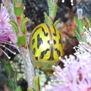 Paropsisterna obliterata at Tinderry, NSW - 9 Nov 2024