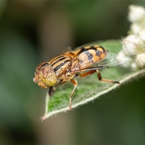 Eristalinus punctulatus at Penrose, NSW - 9 Nov 2024