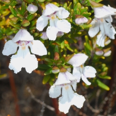 Prostanthera phylicifolia (Spiked Mint-bush) at Tinderry, NSW - 9 Nov 2024 by Harrisi