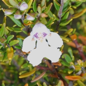 Prostanthera phylicifolia at suppressed - 9 Nov 2024