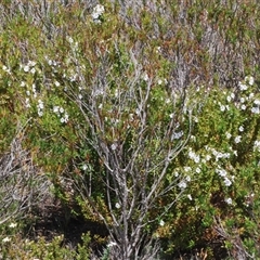 Prostanthera phylicifolia at suppressed - 9 Nov 2024