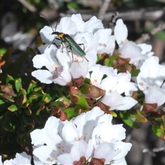 Prostanthera phylicifolia at suppressed - 9 Nov 2024