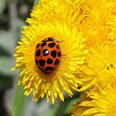 Harmonia conformis (Common Spotted Ladybird) at Penrose, NSW - 9 Nov 2024 by Aussiegall