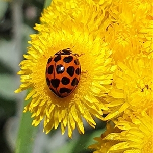 Harmonia conformis at Penrose, NSW - suppressed