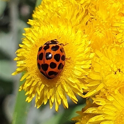 Harmonia conformis (Common Spotted Ladybird) at Penrose, NSW - 9 Nov 2024 by Aussiegall