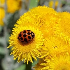 Harmonia conformis at Penrose, NSW - suppressed