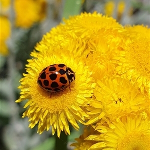 Harmonia conformis at Penrose, NSW - suppressed