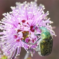 Diphucephala sp. (genus) (Green Scarab Beetle) at Tinderry, NSW - 9 Nov 2024 by Harrisi