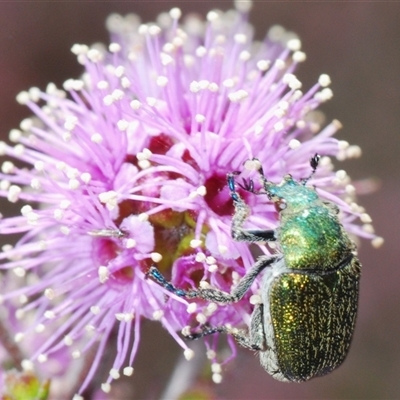 Diphucephala sp. (genus) (Green Scarab Beetle) at Tinderry, NSW - 9 Nov 2024 by Harrisi