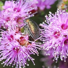 Diphucephala elegans at Tinderry, NSW - 9 Nov 2024