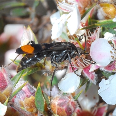 Unidentified Wasp (Hymenoptera, Apocrita) at Tinderry, NSW - 9 Nov 2024 by Harrisi